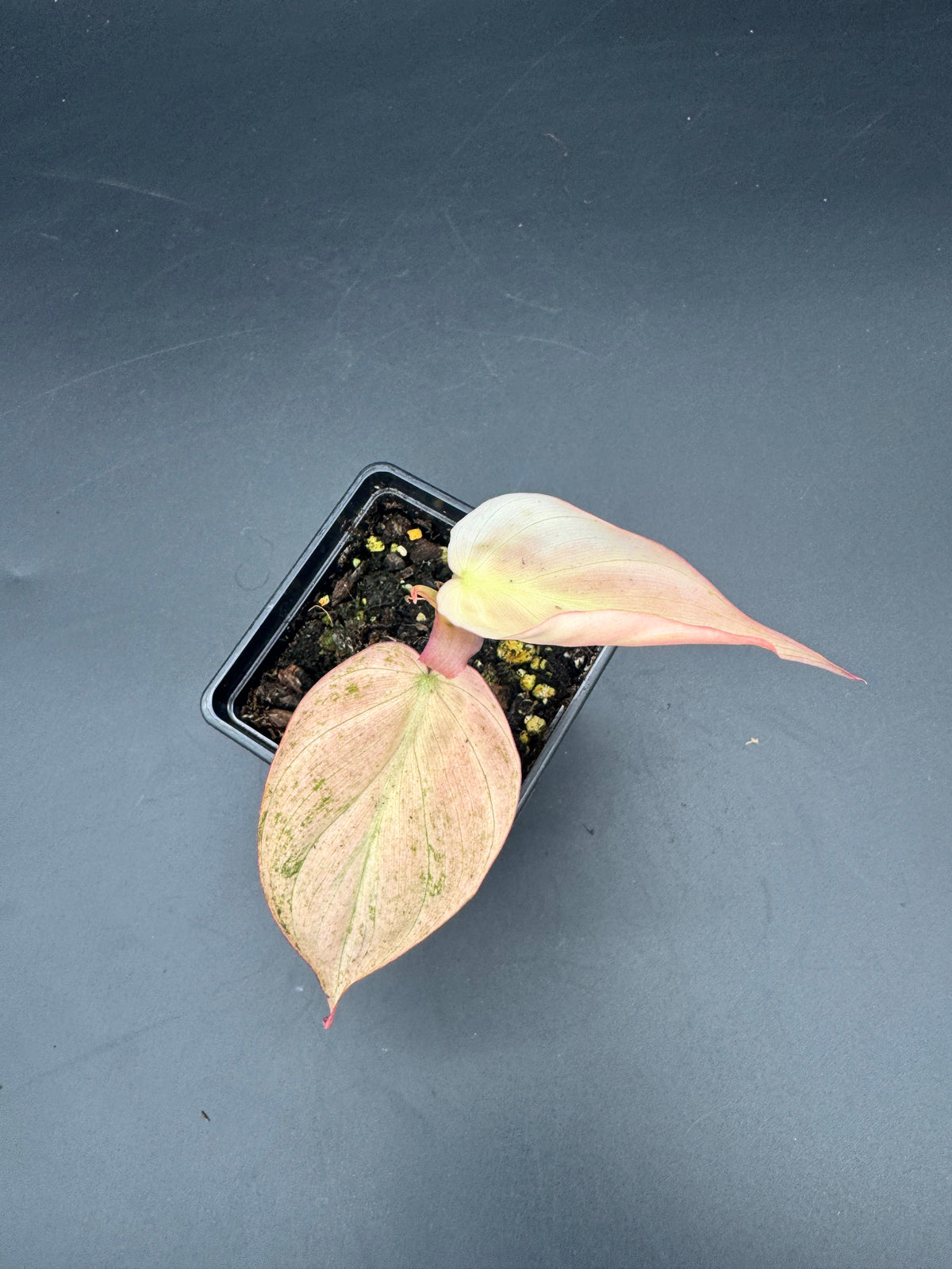 Philodendron micans pink Marble variegata