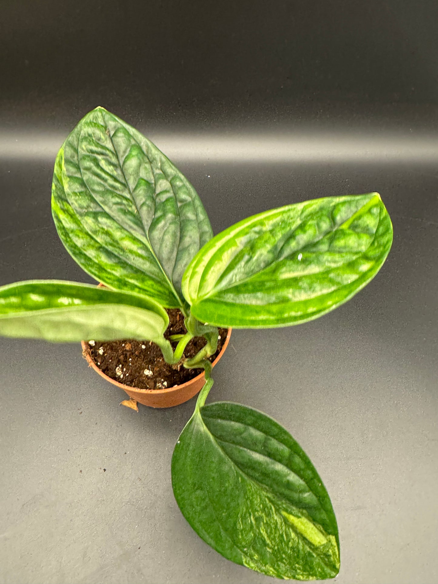 Monstera karstenanium Peru variegata