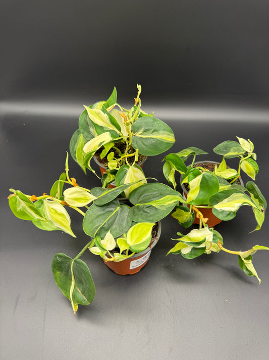 Philodendron Cream Splash