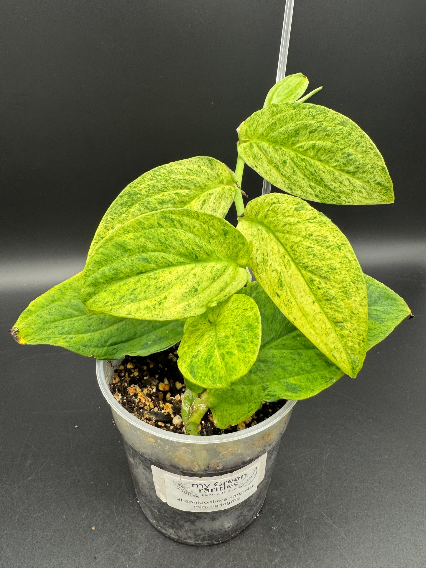 Rhaphidophora Korthalsii (aurea)mint variegata