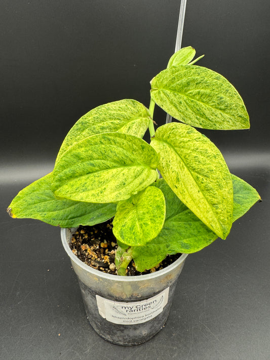 Rhaphidophora Korthalsii (aurea)mint variegata