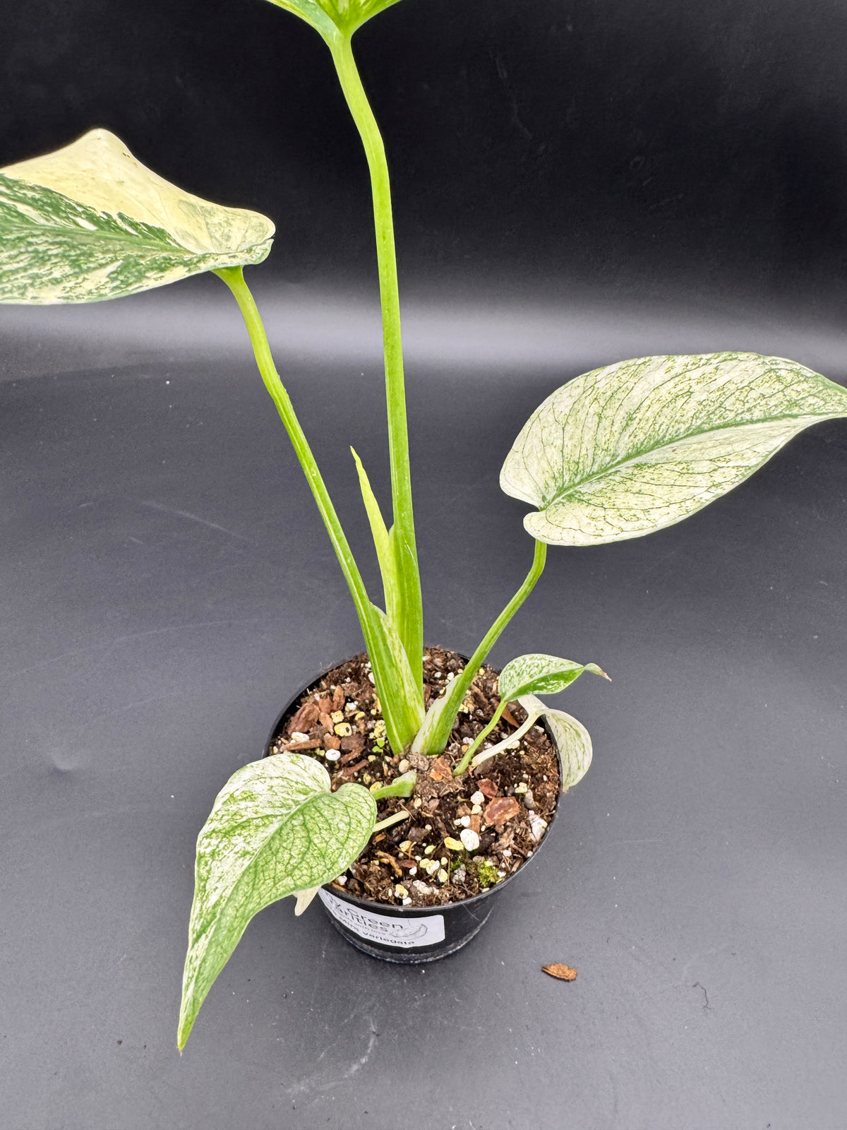 Monstera mint variegata