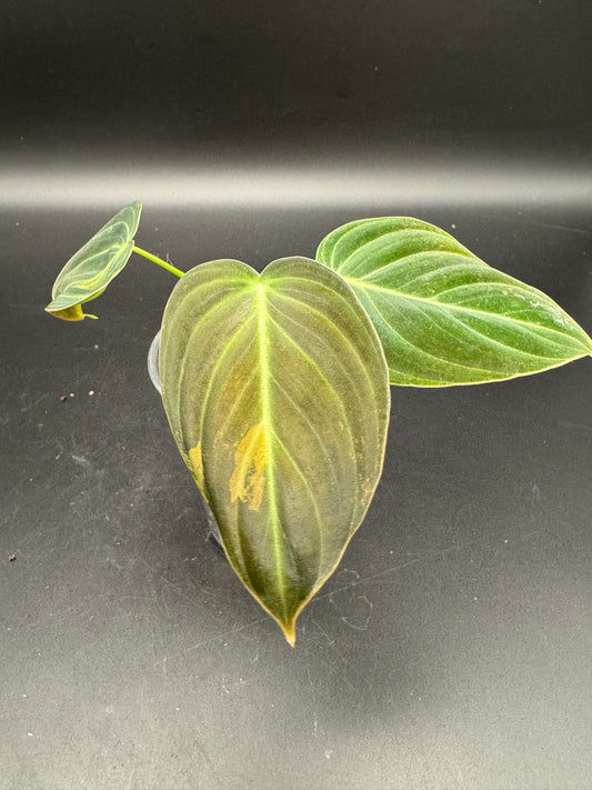 Philodendron melanochrysum variegata