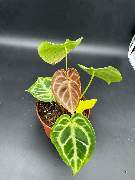 Anthurium crystallinum Silver Blush