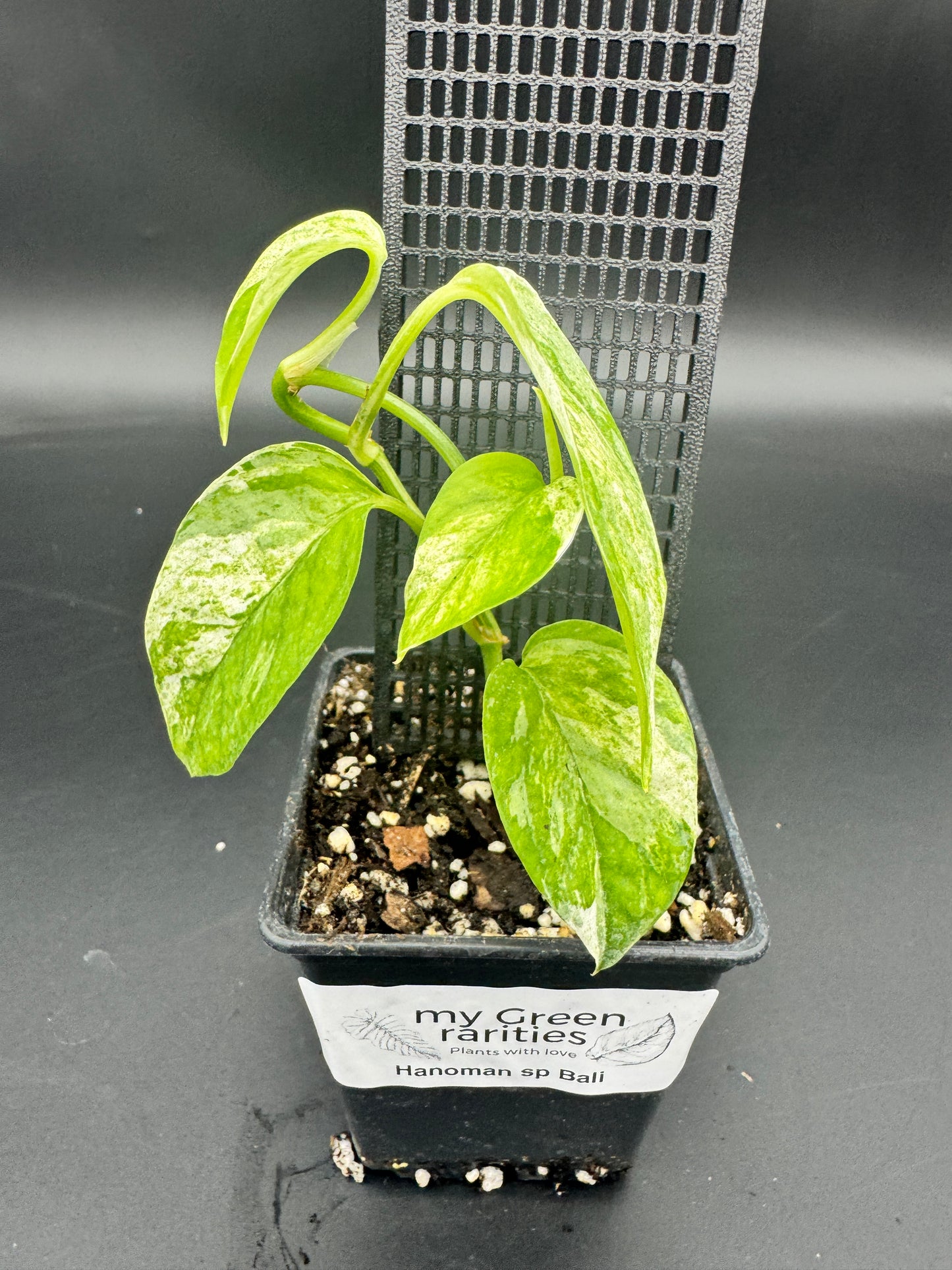 Epipremnum hanoman sp Bali