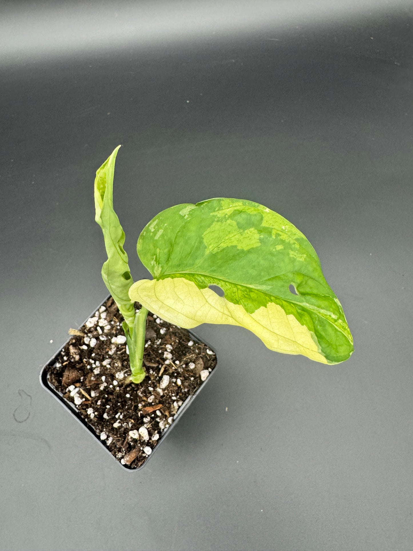 Monstera adansonii albo variegata