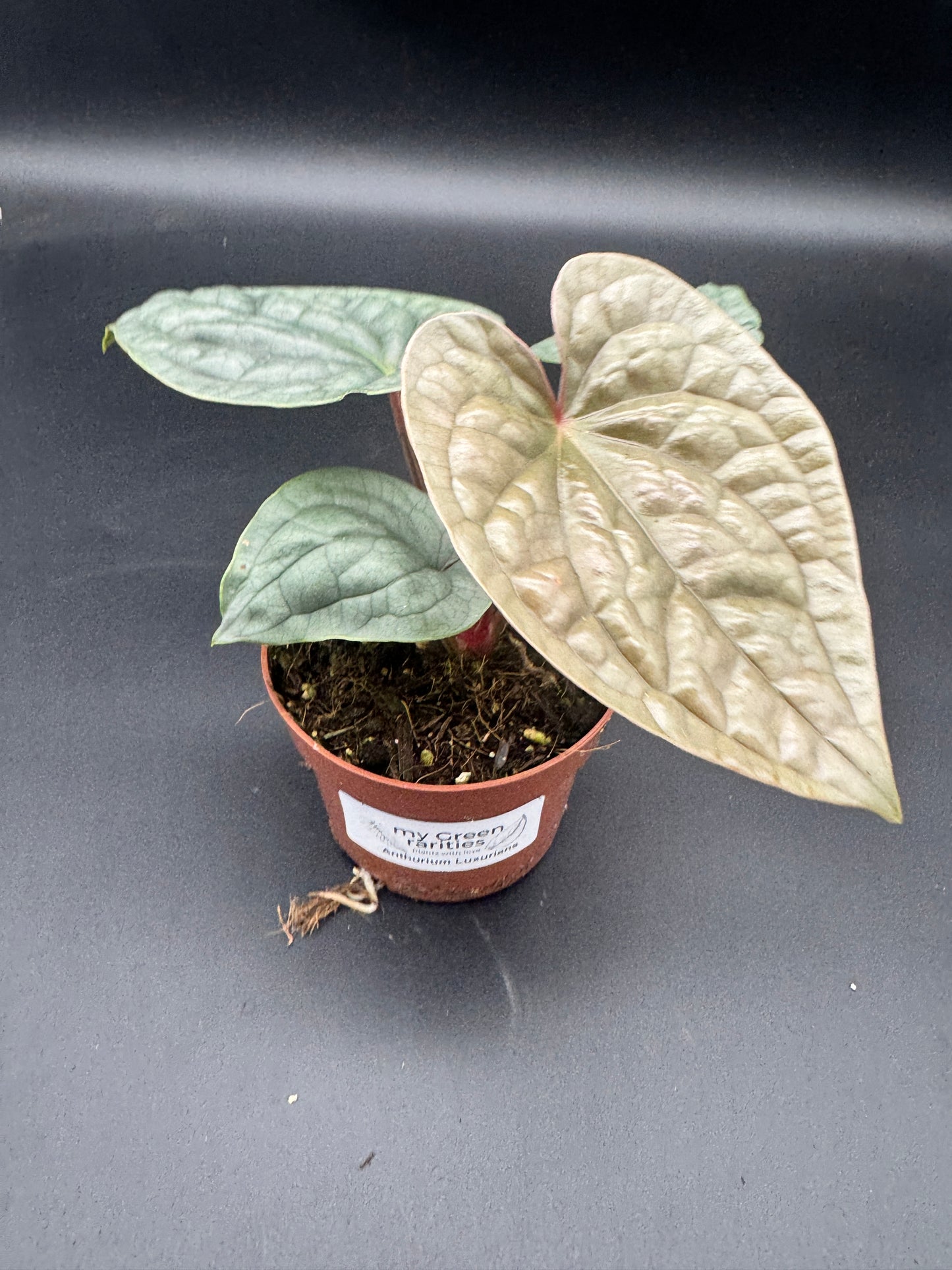 Anthurium Luxurians