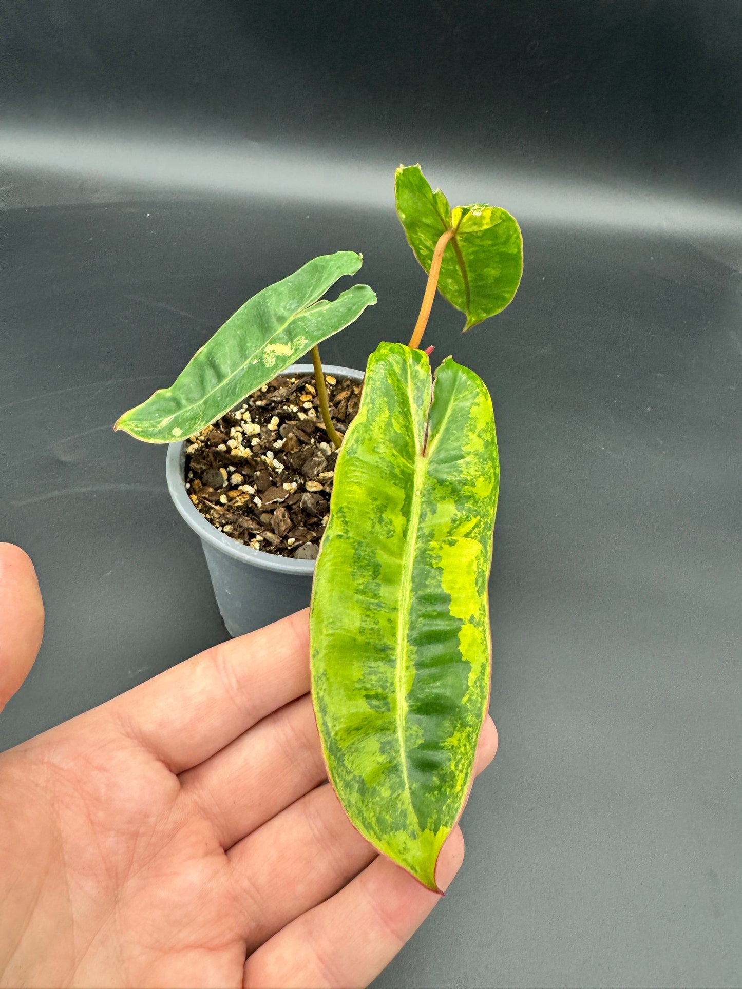 Philodendron Billietiae Variegata kein tc!!!