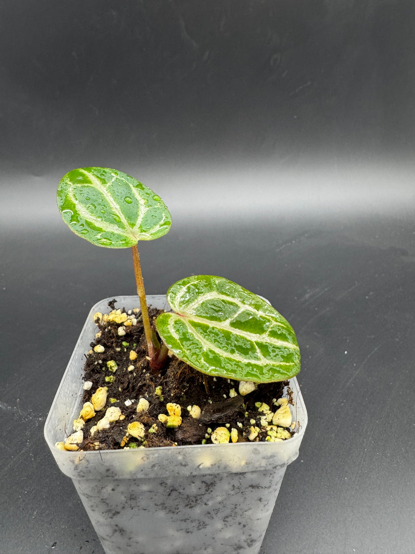 Anthurium Michelle x Michelle