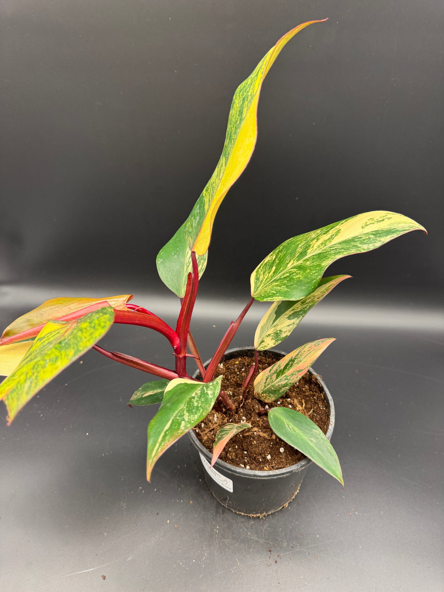 Philodendron strawberry Shake