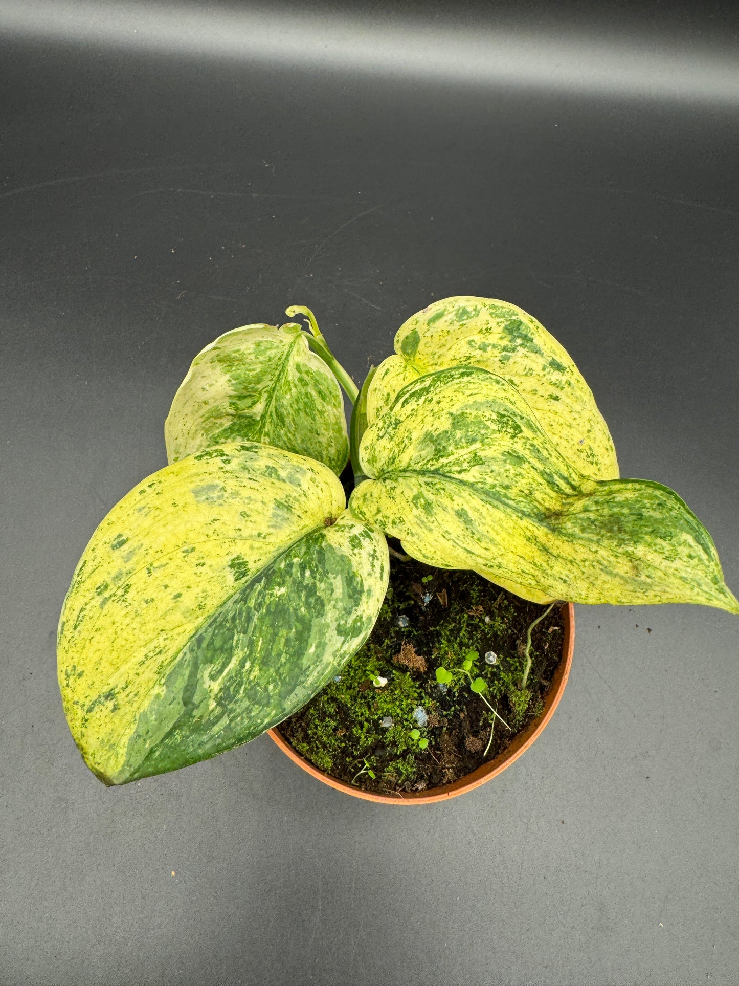 Scindapsus Jade Satin Creme brulee