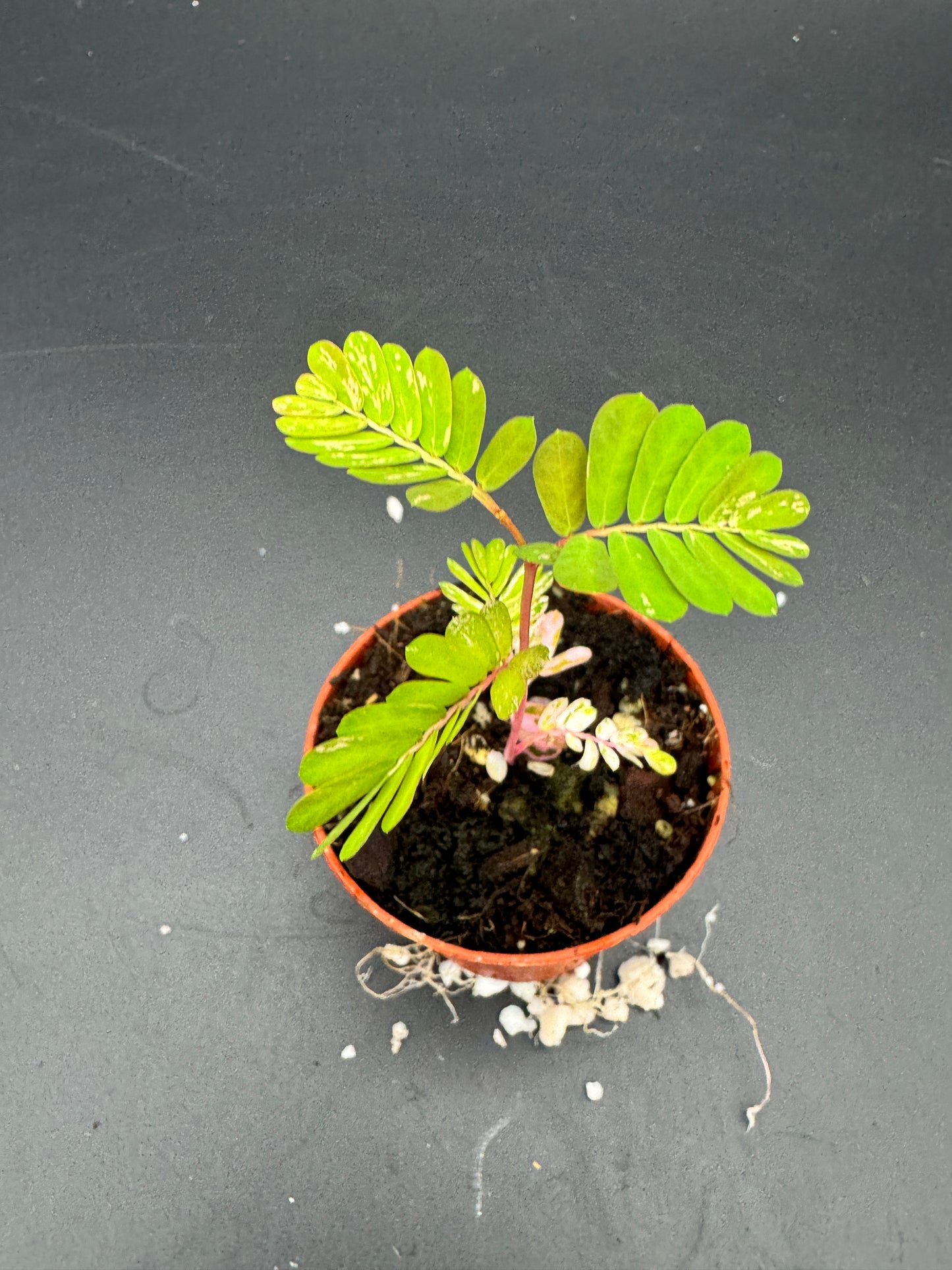 Phyllanthus Urinaria pink Variegata