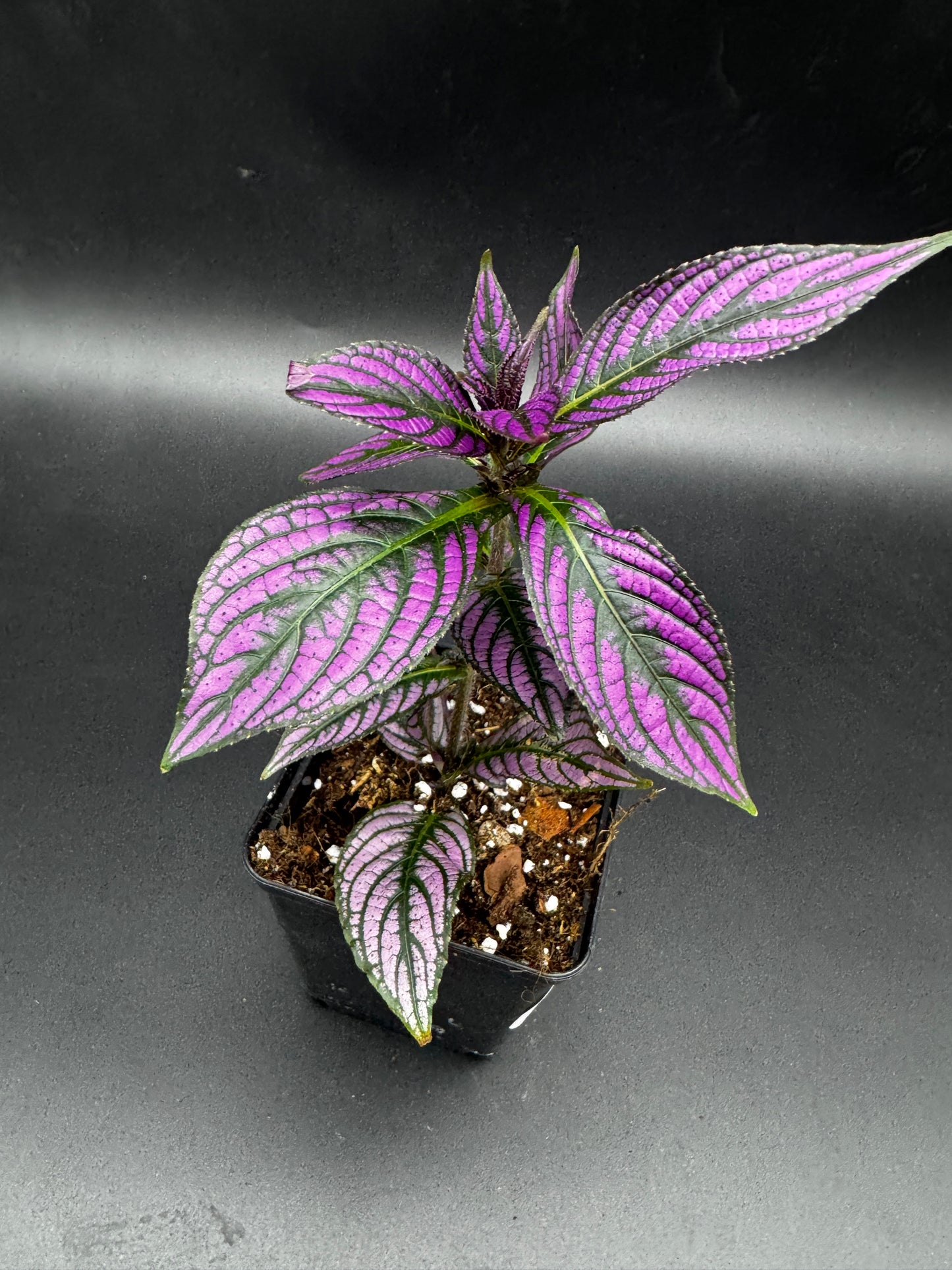 Strobilanthes persian shield