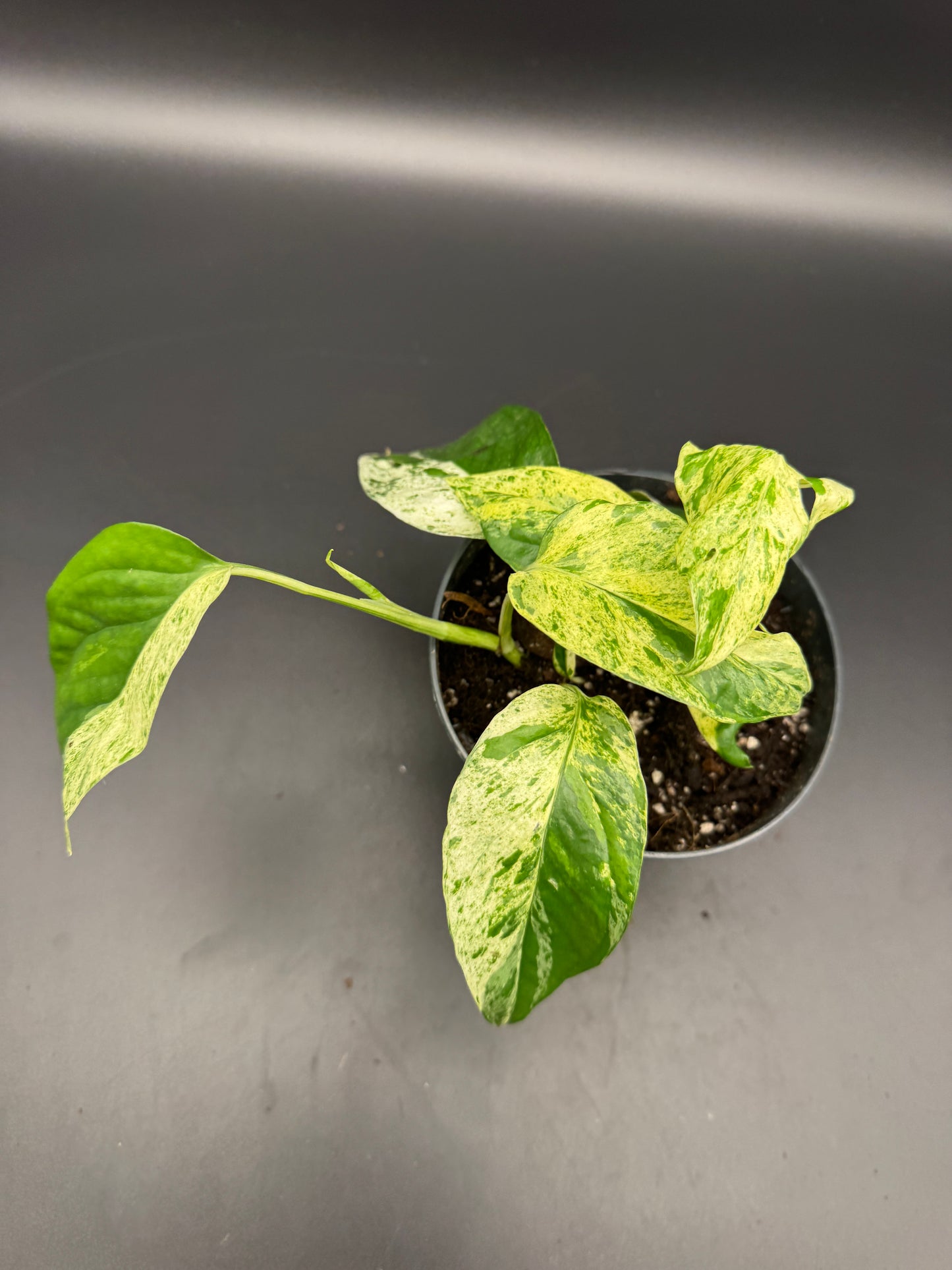 Epipremnum pinnatum Marble variegata