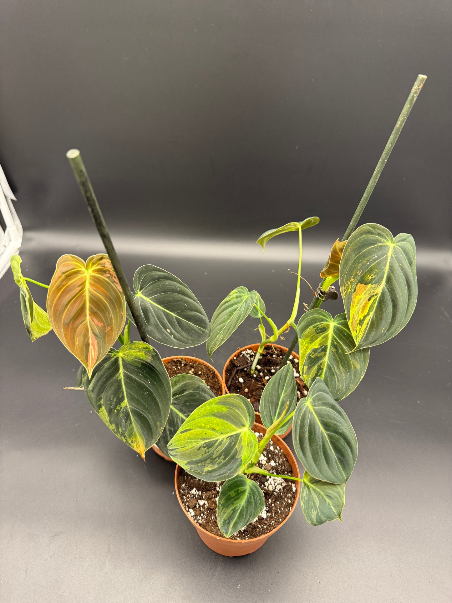 Philodendron melanochrysum variegata