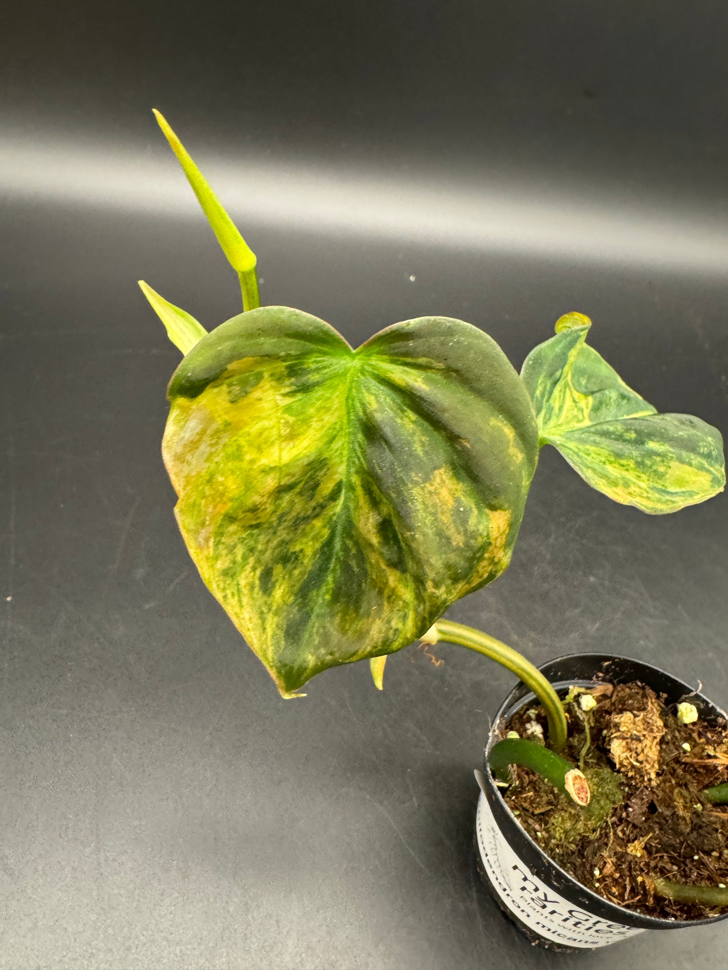 Philodendron micans variegata