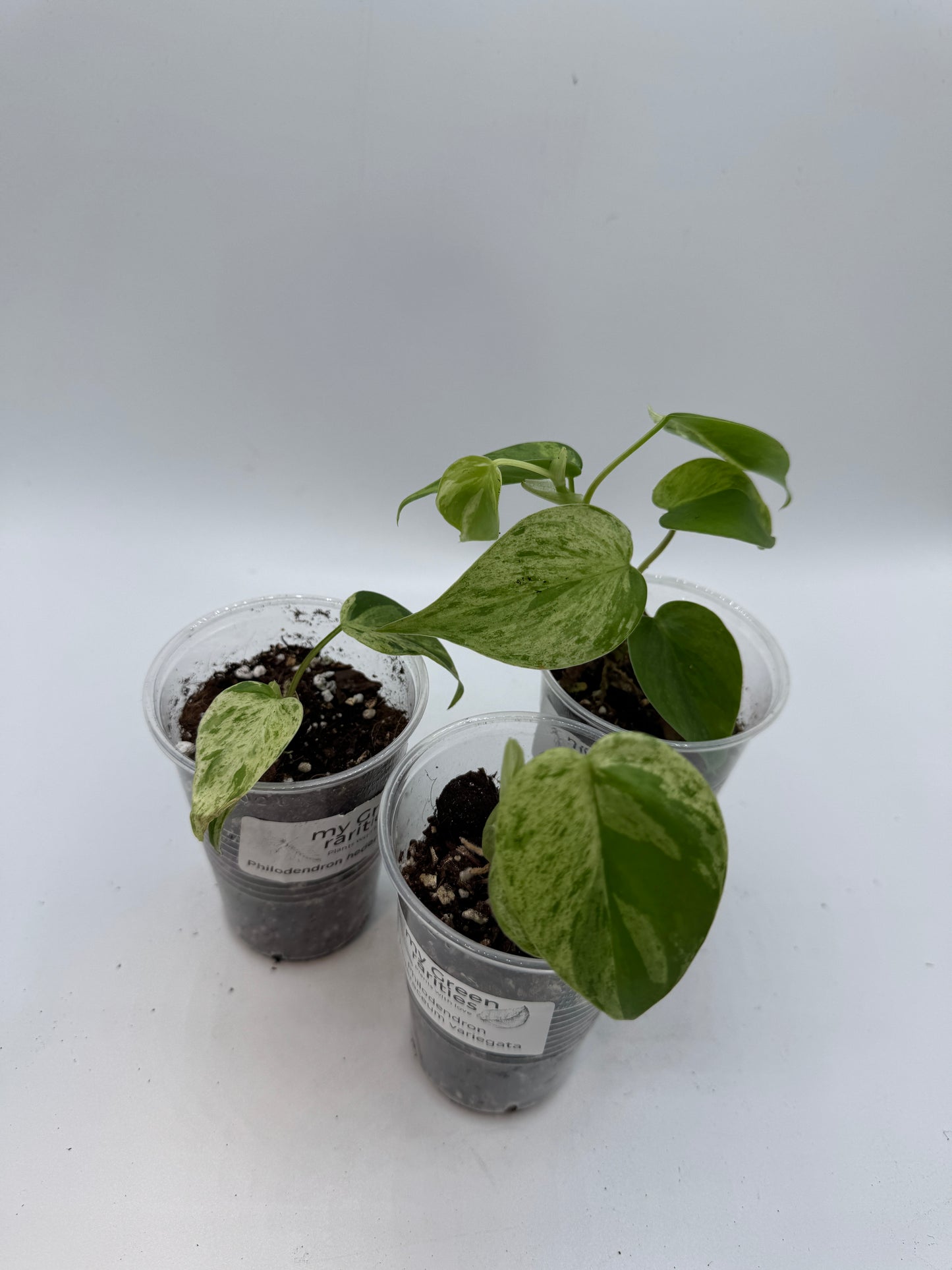 Philodendron hederaceum variegata