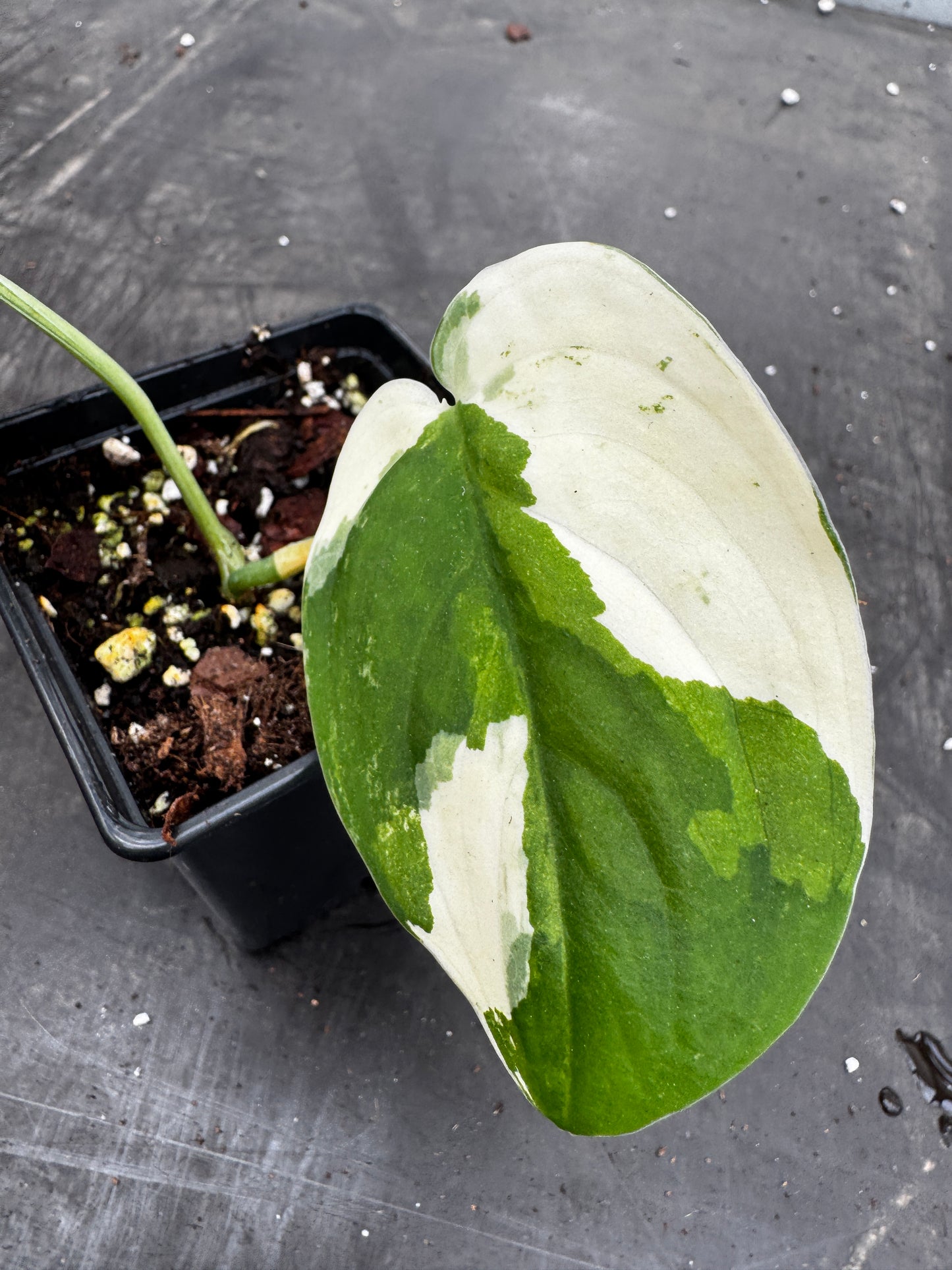 Scindapsus mangurai