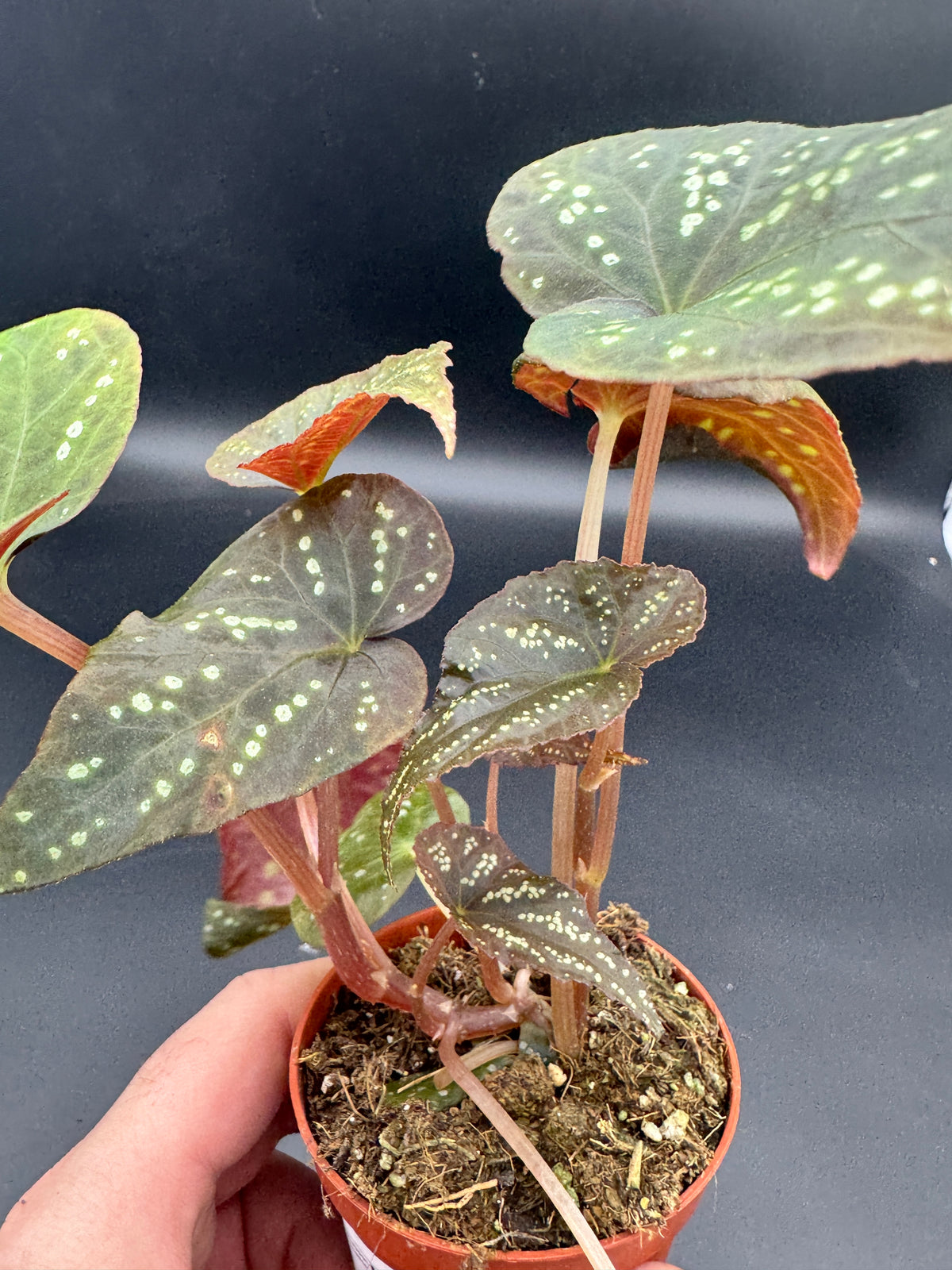 Begonia Pandora