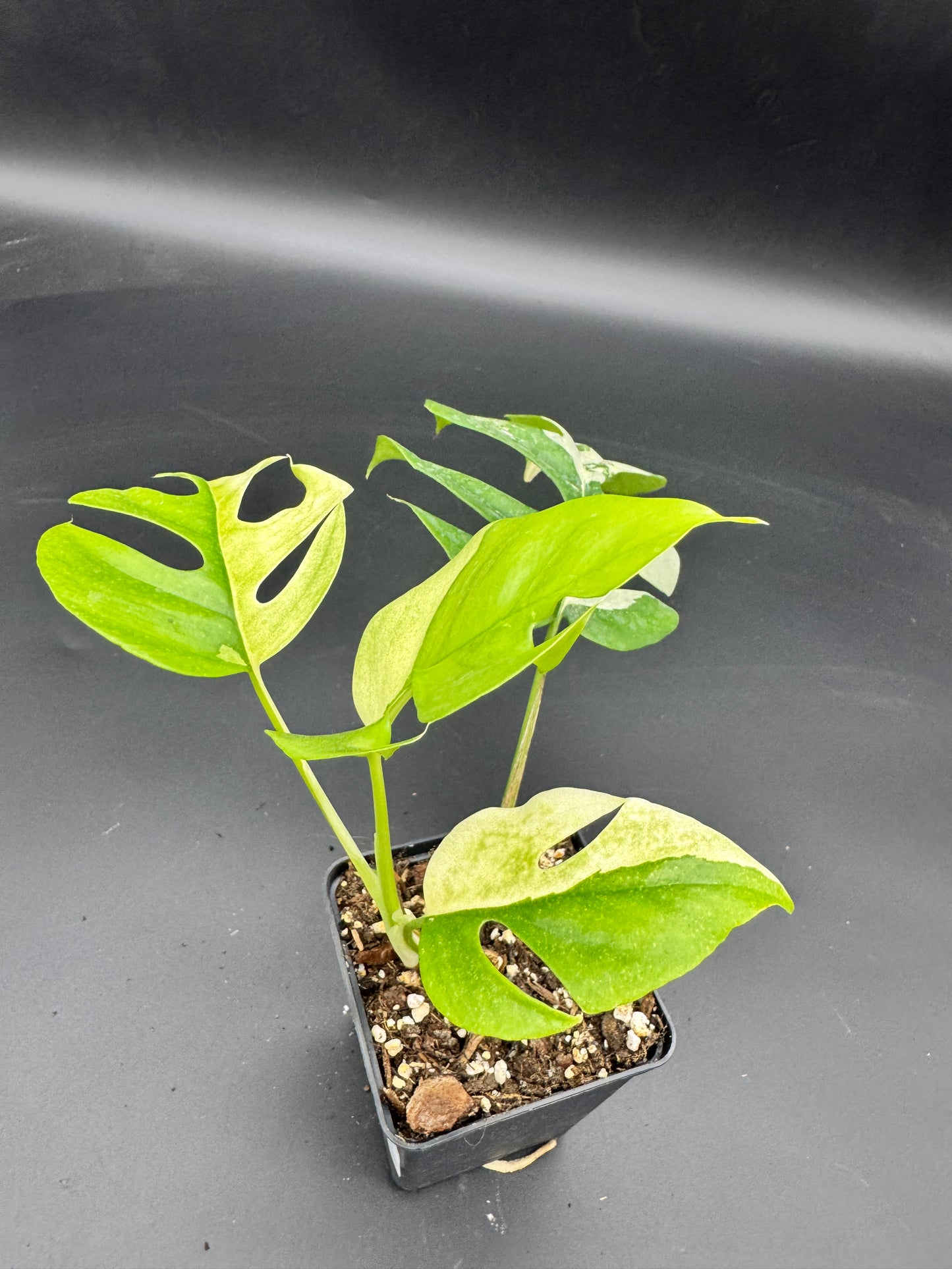 Rhaphidophora tetrasperma albo variegata