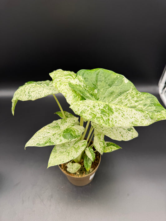 Alocasia macrorrhizos 'Splash'