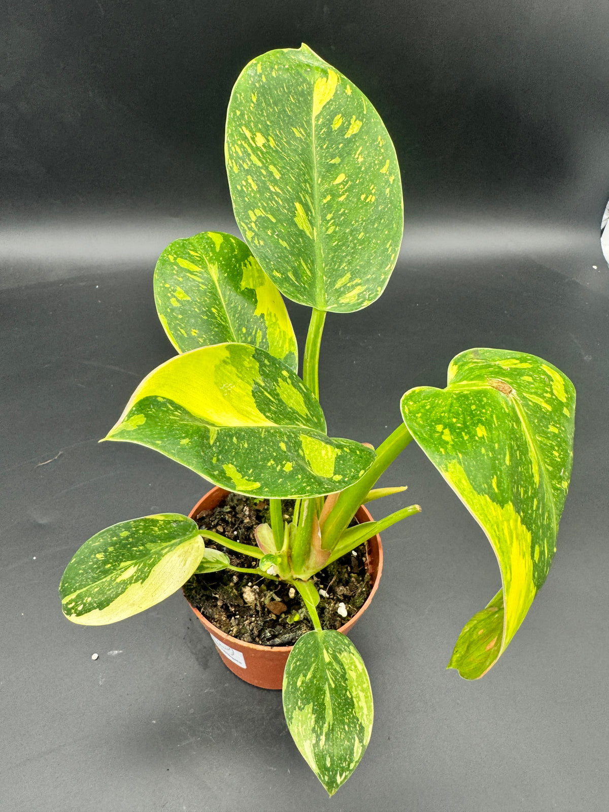 Philodendron Green Kongo variegata