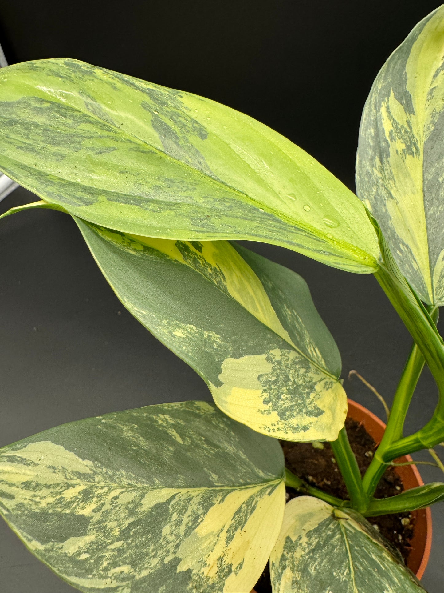 Philodendron Silver Sword variegata