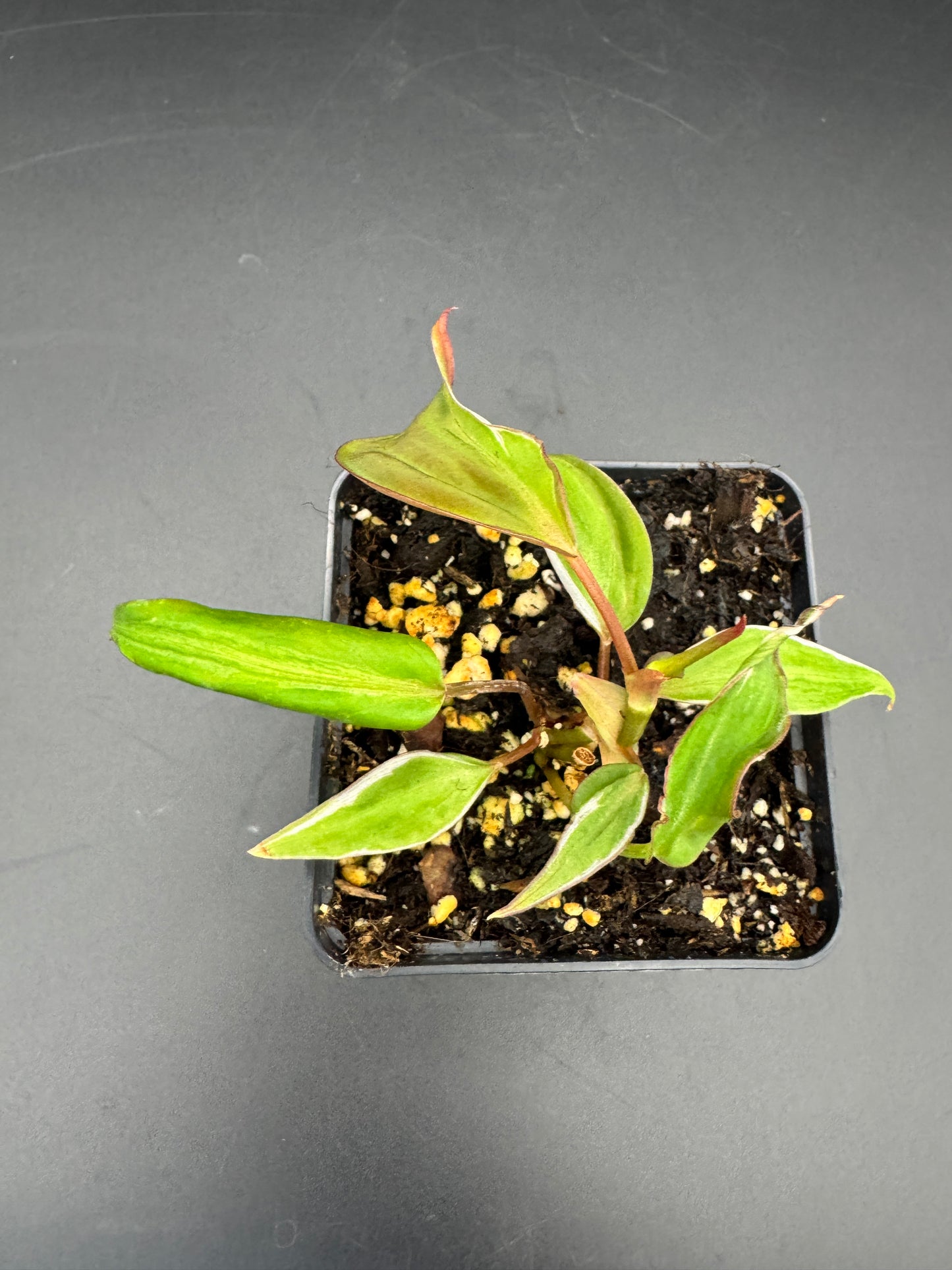 Philodendron micans velvet halo variegata