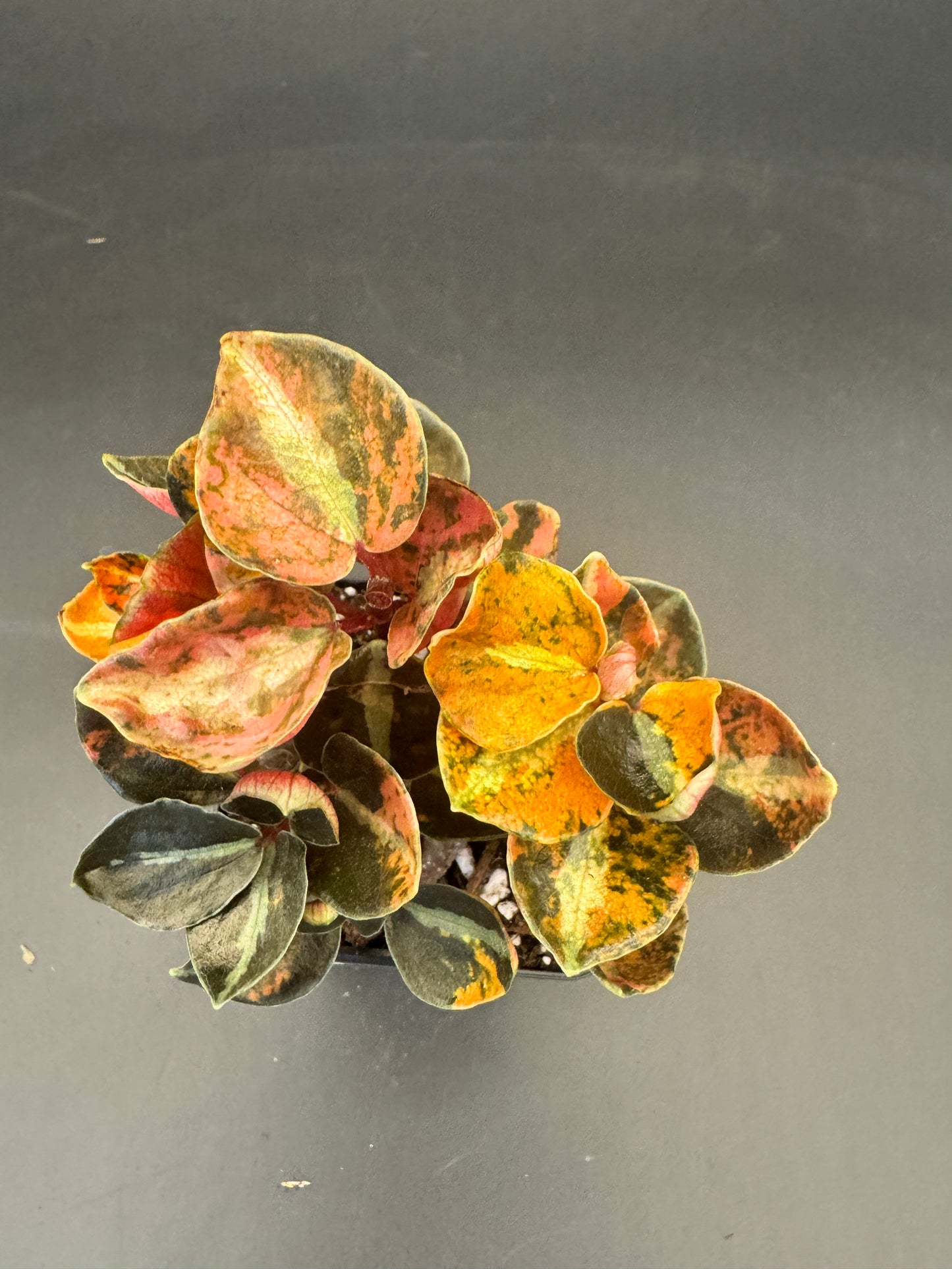 Peperomia Creme brulee
