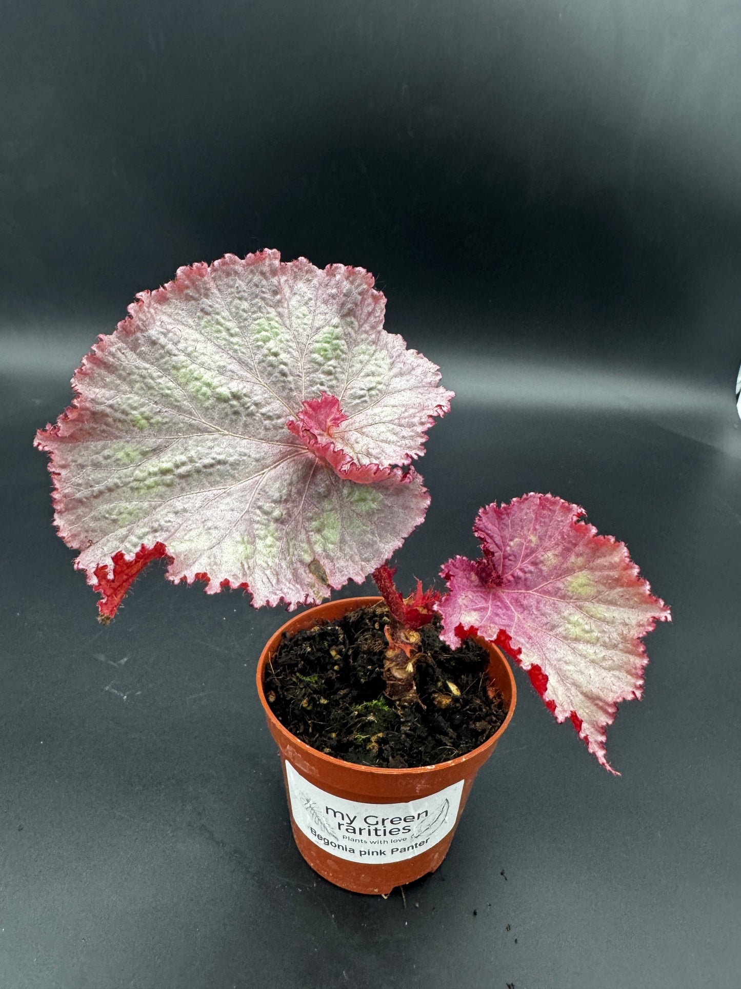 Begonia pink Panther