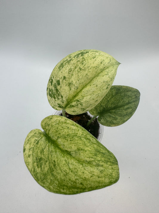 Scindapsus Silver Cloud variegata