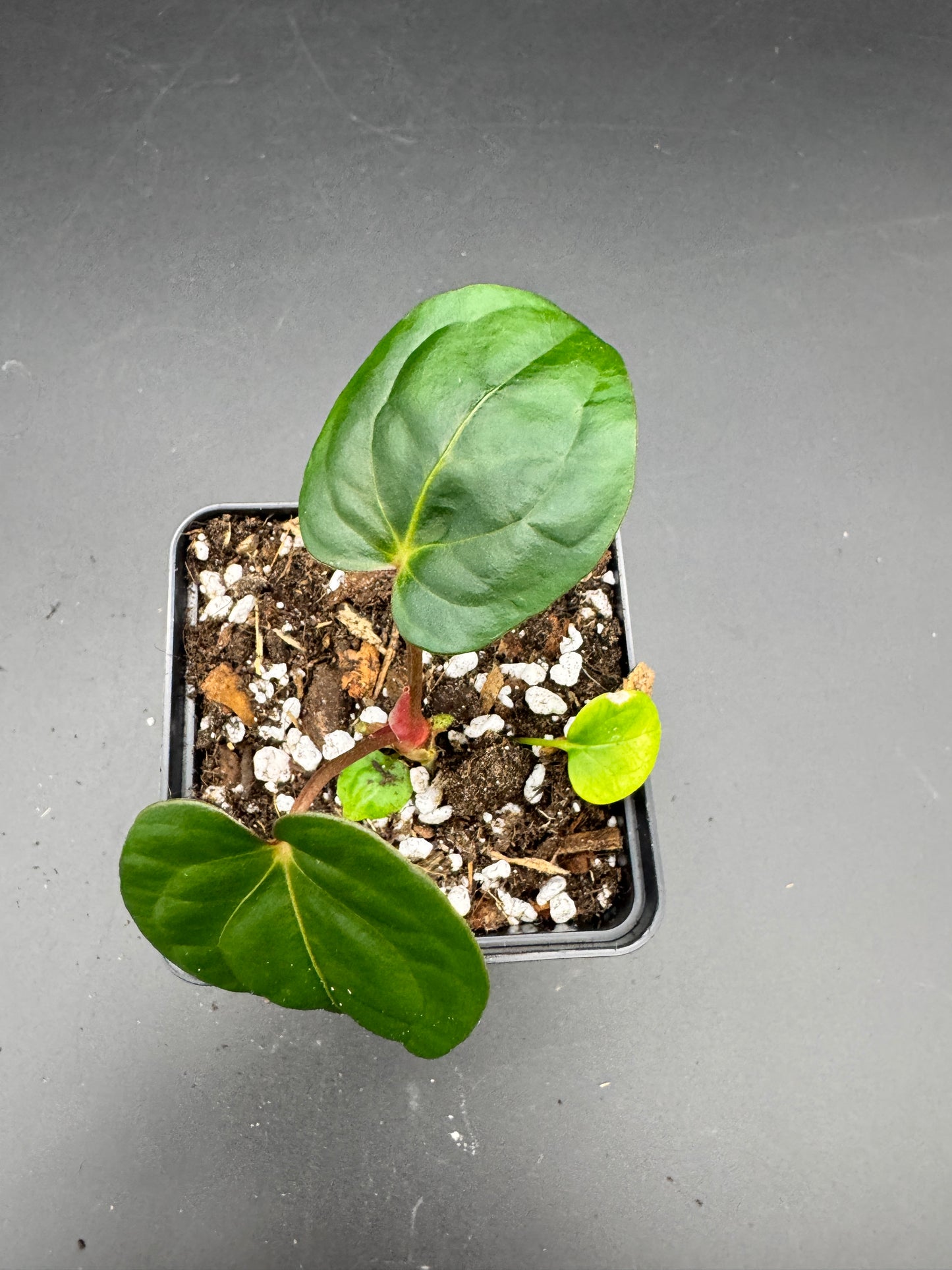 Anthurium Ace of spades df x gf x blue Papillilaminum