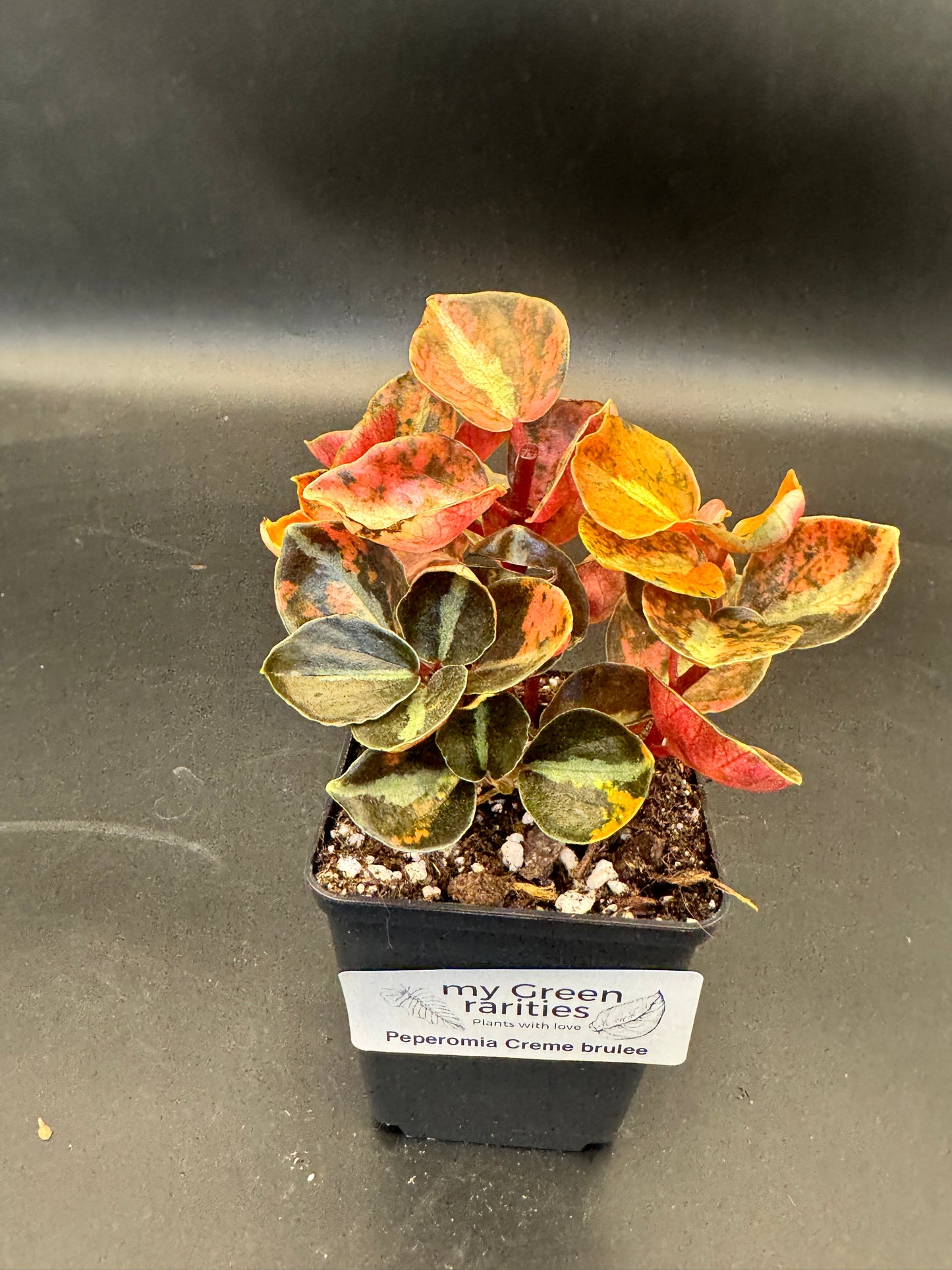Peperomia Creme brulee