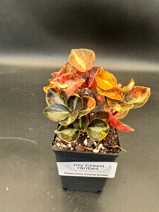 Peperomia Creme brulee