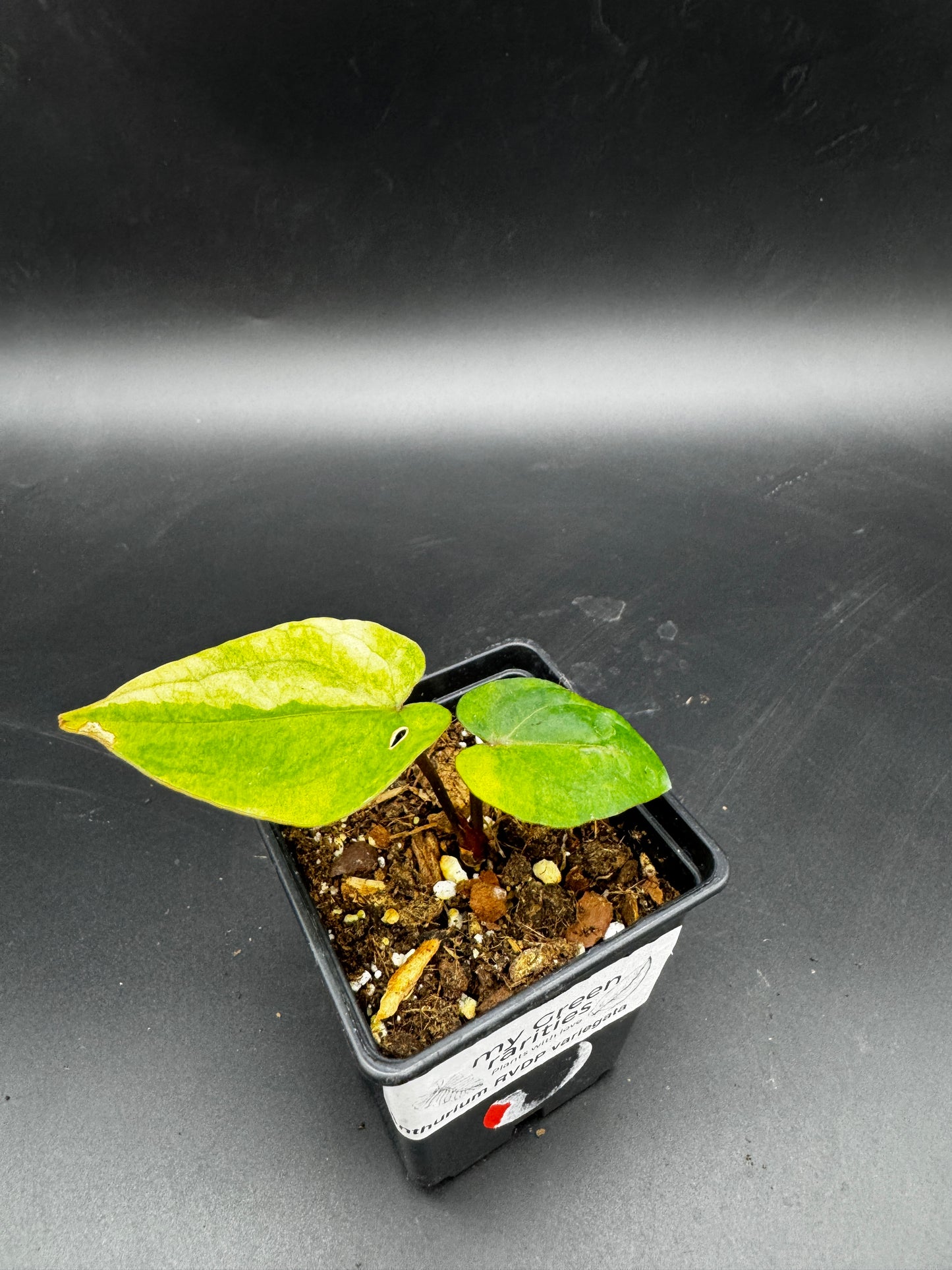 Anthurium RVDP (Red Vein Dark Phoenix) variegata