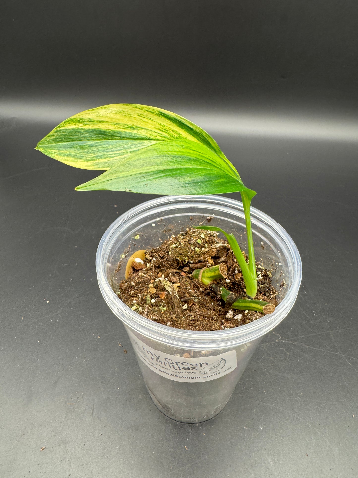 Epipremnum Amplissimum Aurea variegata