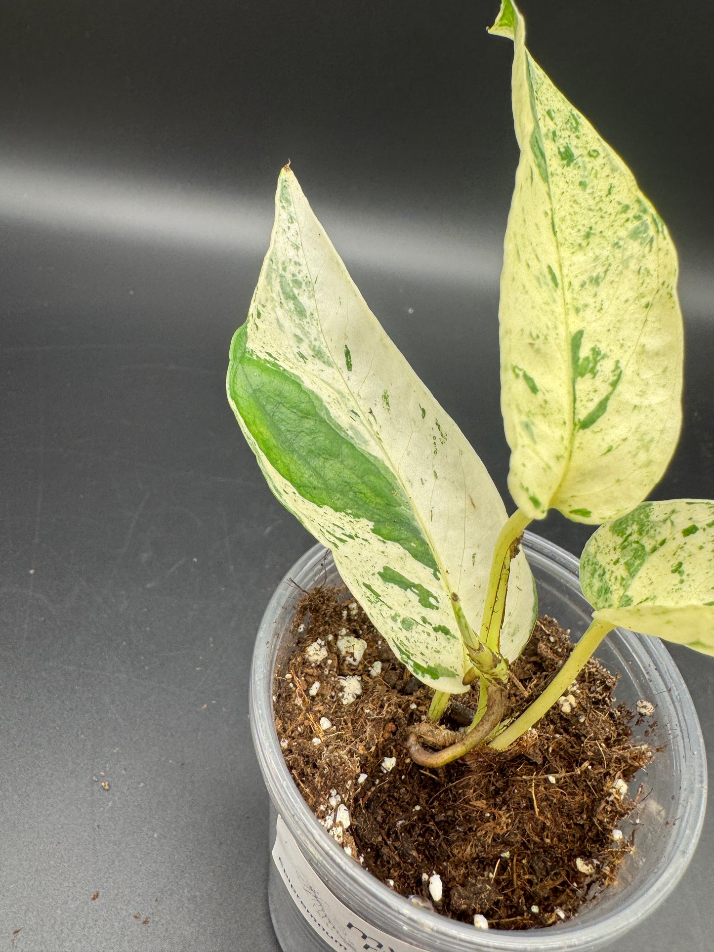 Epipremnum pinnatum Cebu Blue Marble variegata