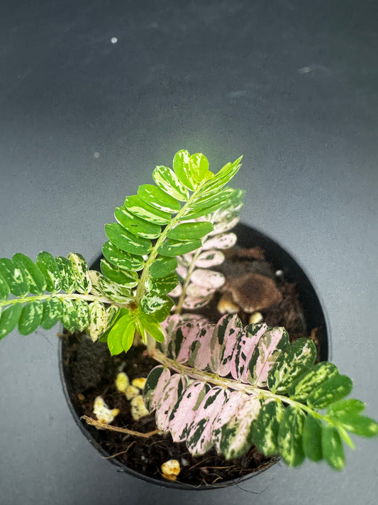 Phyllanthus Urinaria Pink Variegata