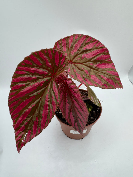 Begonia Brevisimosa