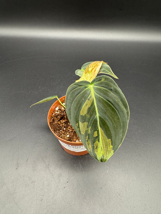 Philodendron Melanochrysum variegata