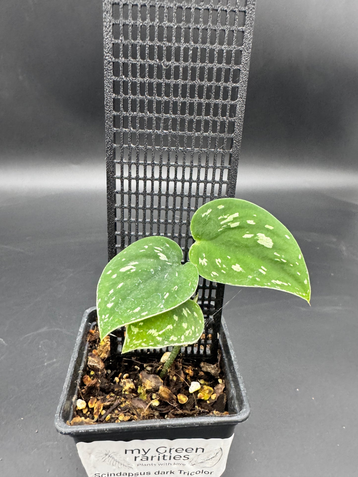 Scindapsus Dark Tricolor