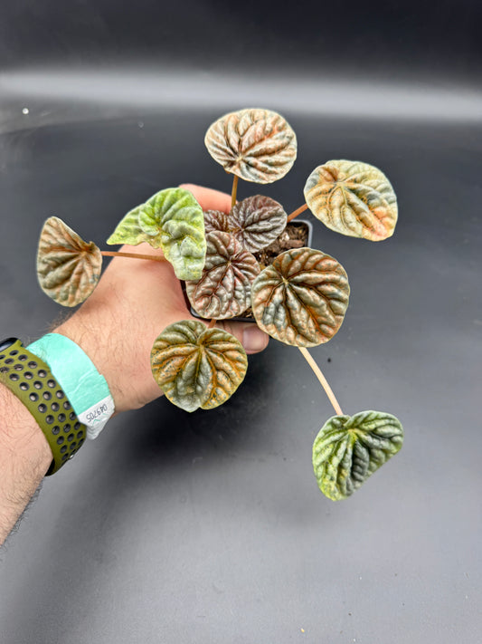 Peperomia caperata Disco Fall variegata