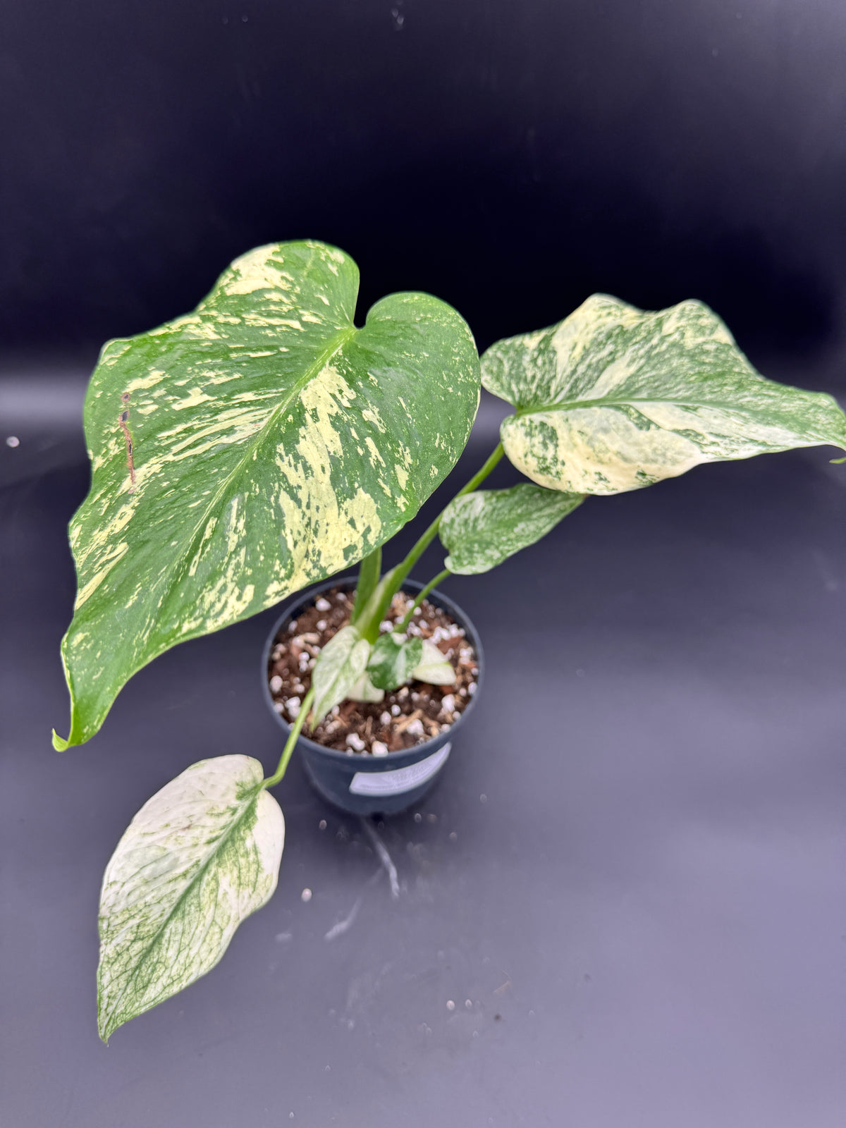 Monstera Mint variegata