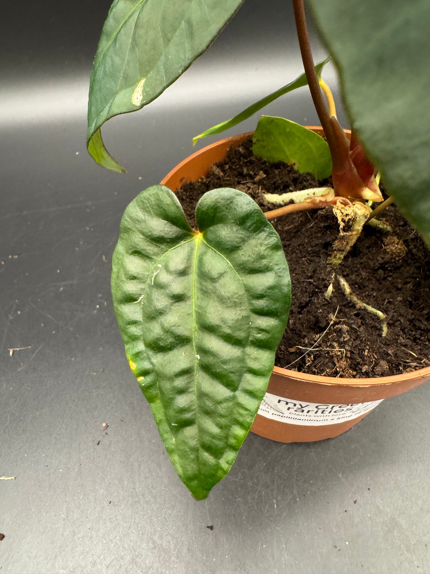 Anthurium papillilaminum x King of Spades