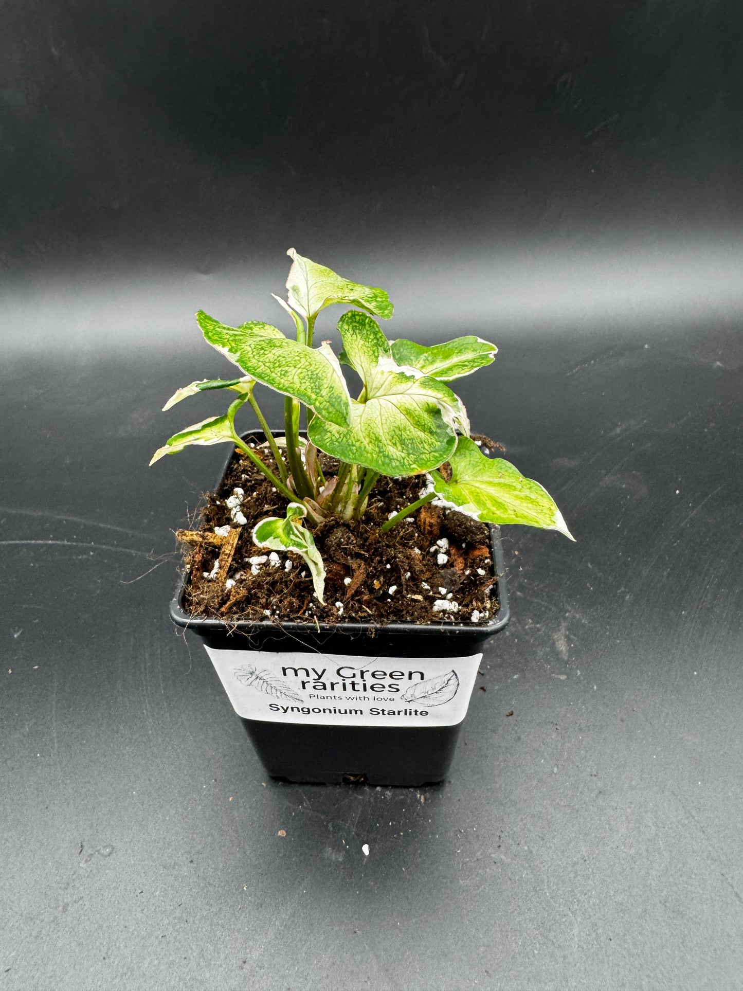 Syngonium Starlite