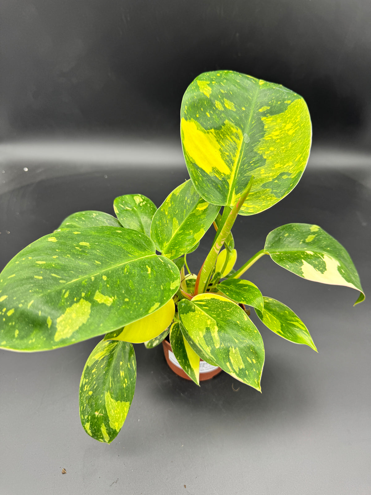 Philodendron Green Kongo variegata