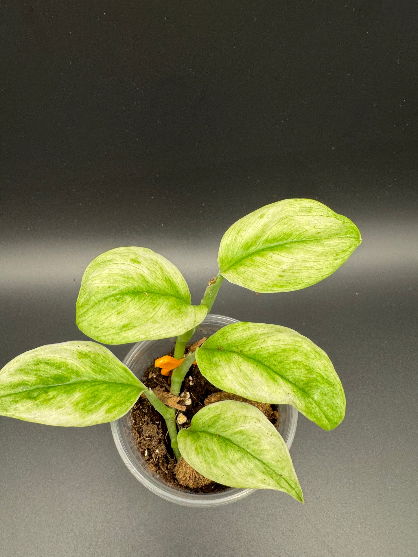 Scindapsus treubii ghost mint variegata