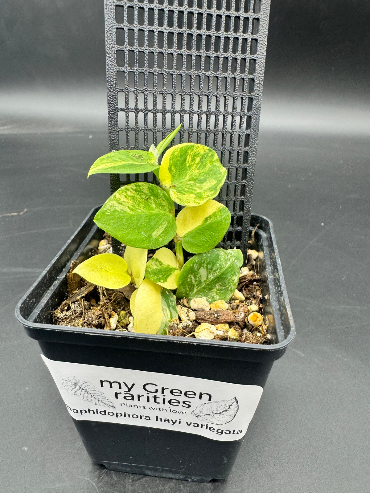 Rhabarber Hayi variegata