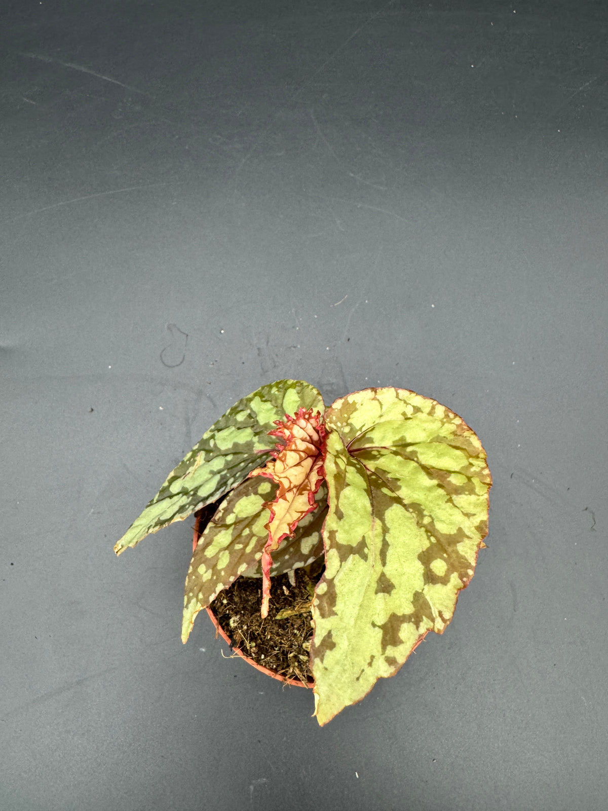 Begonia Lucifer