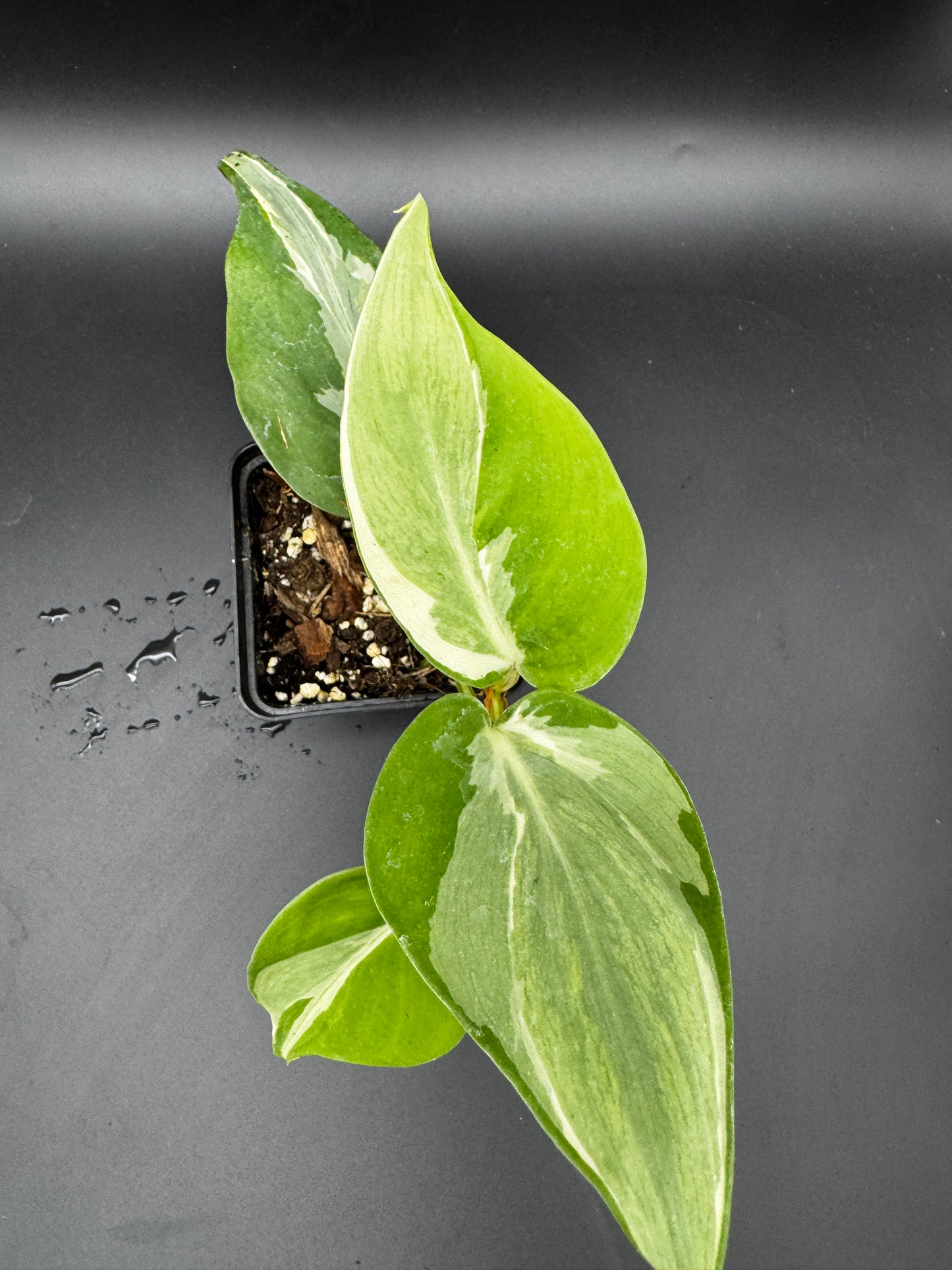 Philodendron hederaceum Rio